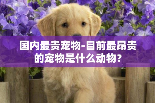 國內最貴寵物-目前最昂貴的寵物是什么動物？