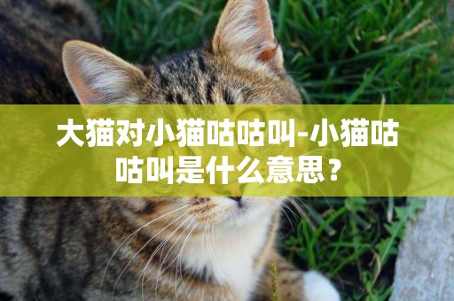 大貓對小貓咕咕叫-小貓咕咕叫是什么意思？