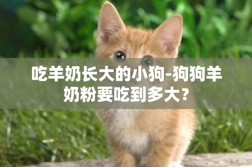 吃羊奶長大的小狗-狗狗羊奶粉要吃到多大？