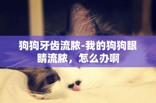 狗狗牙齒流膿-我的狗狗眼睛流膿，怎么辦啊