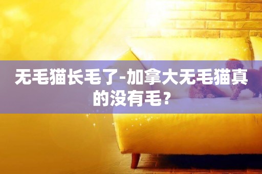 無毛貓長毛了-加拿大無毛貓真的沒有毛？