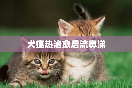 犬瘟熱治愈后流鼻涕