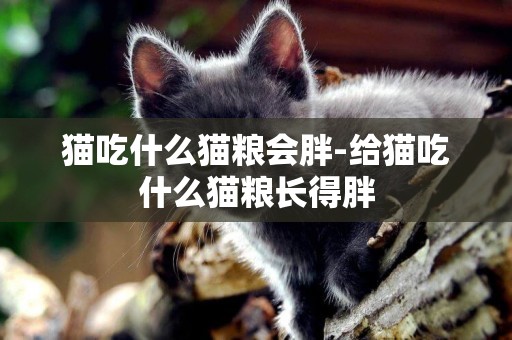 貓吃什么貓糧會胖-給貓吃什么貓糧長得胖