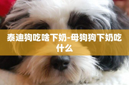 泰迪狗吃啥下奶-母狗狗下奶吃什么