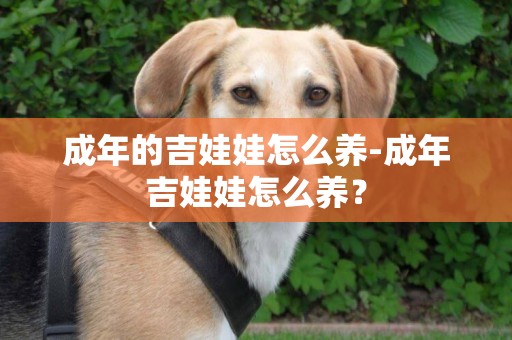成年的吉娃娃怎么養-成年吉娃娃怎么養？
