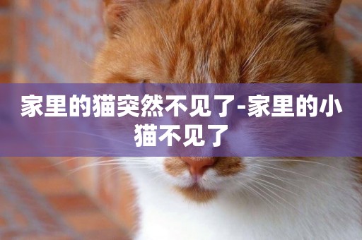 家里的貓突然不見了-家里的小貓不見了