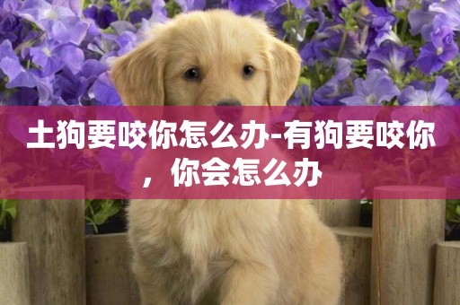 土狗要咬你怎么辦-有狗要咬你，你會怎么辦