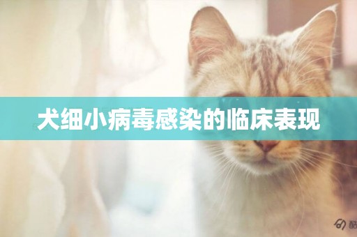 犬細小病毒感染的臨床表現