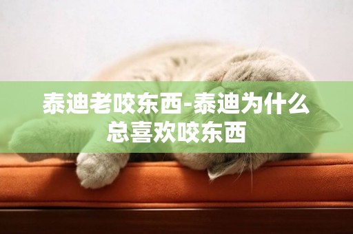 泰迪老咬東西-泰迪為什么總喜歡咬東西