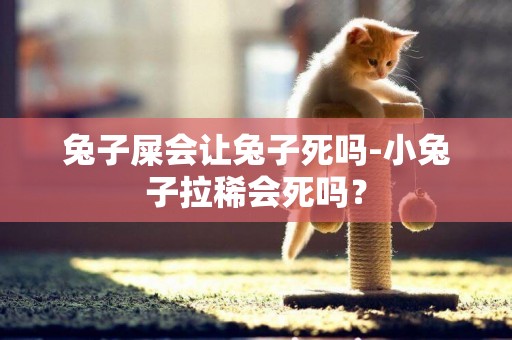 兔子屎會讓兔子死嗎-小兔子拉稀會死嗎？