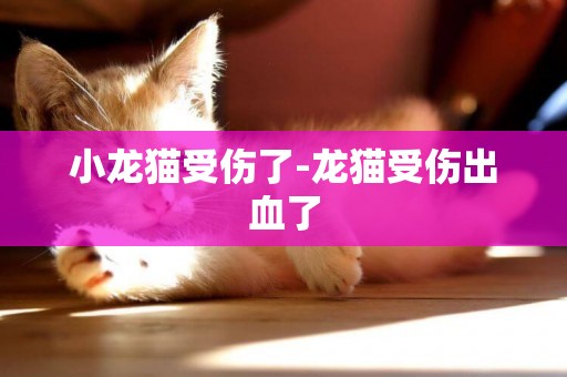 小龍貓受傷了-龍貓受傷出血了
