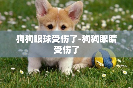 狗狗眼球受傷了-狗狗眼睛受傷了