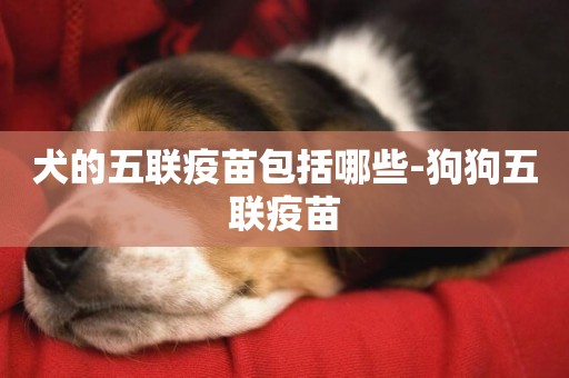 犬的五聯疫苗包括哪些-狗狗五聯疫苗