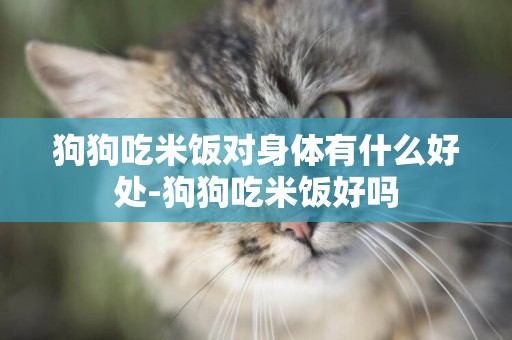 狗狗吃米飯對身體有什么好處-狗狗吃米飯好嗎