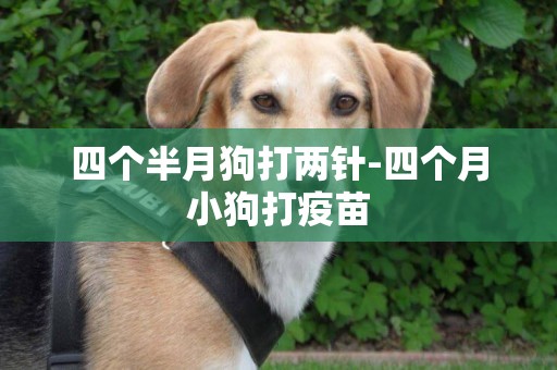 四個半月狗打兩針-四個月小狗打疫苗