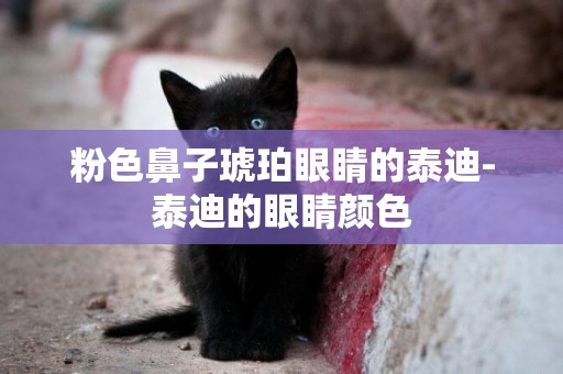 粉色鼻子琥珀眼睛的泰迪-泰迪的眼睛顏色