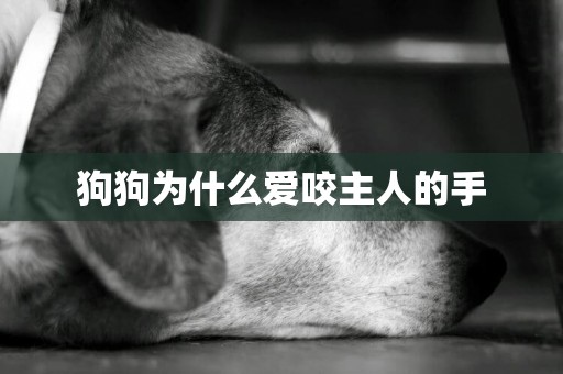 狗狗為什么愛咬主人的手