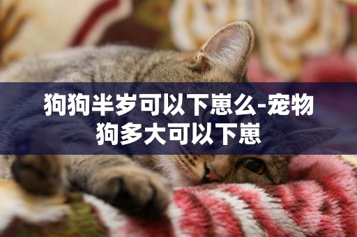 狗狗半歲可以下崽么-寵物狗多大可以下崽