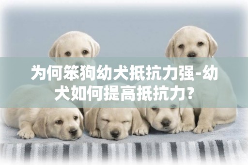 為何笨狗幼犬抵抗力強-幼犬如何提高抵抗力？