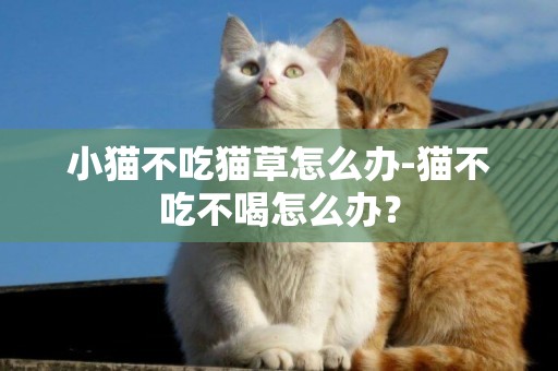 小貓不吃貓草怎么辦-貓不吃不喝怎么辦？