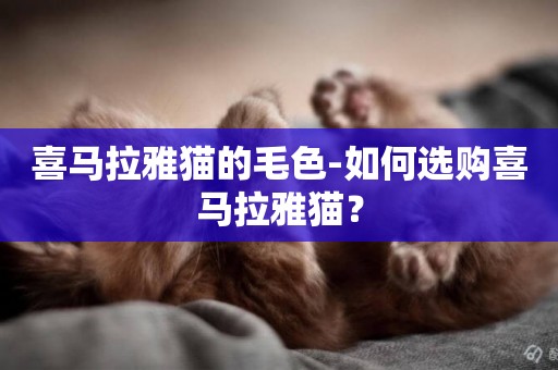 喜馬拉雅貓的毛色-如何選購喜馬拉雅貓？