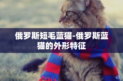 俄羅斯短毛藍貓-俄羅斯藍貓的外形特征