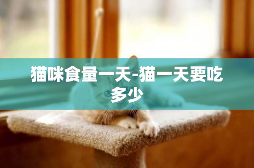 貓咪食量一天-貓一天要吃多少