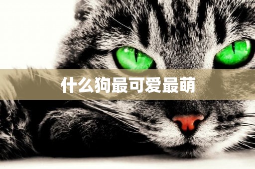 什么狗最可愛最萌