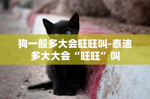 狗一般多大會旺旺叫-泰迪多大大會“旺旺”叫