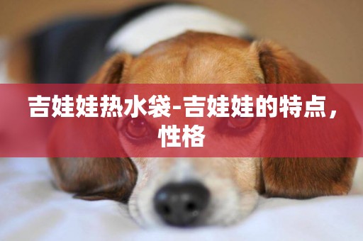 吉娃娃熱水袋-吉娃娃的特點，性格