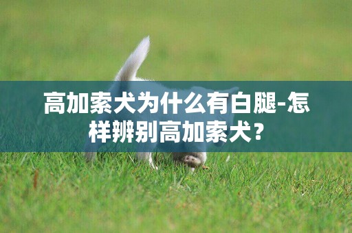 高加索犬為什么有白腿-怎樣辨別高加索犬？