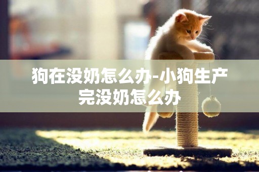 狗在沒奶怎么辦-小狗生產完沒奶怎么辦