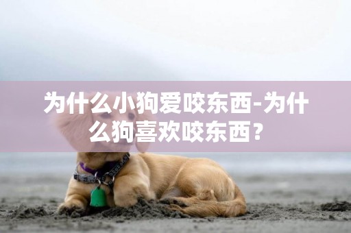 為什么小狗愛咬東西-為什么狗喜歡咬東西？