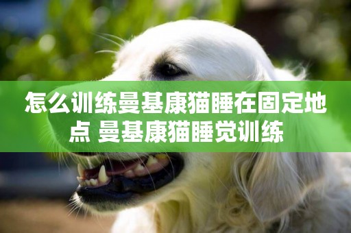 怎么訓練曼基康貓睡在固定地點 曼基康貓睡覺訓練