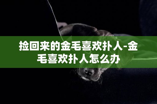 撿回來的金毛喜歡撲人-金毛喜歡撲人怎么辦