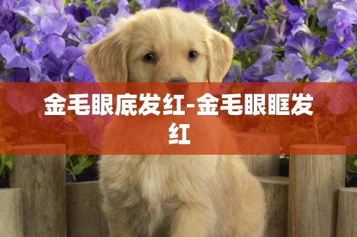 金毛眼底發紅-金毛眼眶發紅