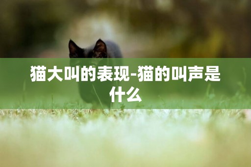 貓大叫的表現-貓的叫聲是什么