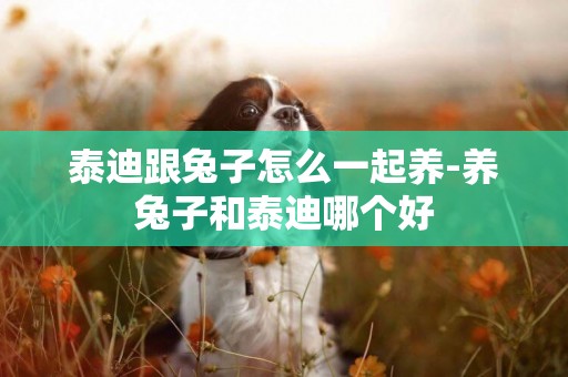 泰迪跟兔子怎么一起養-養兔子和泰迪哪個好