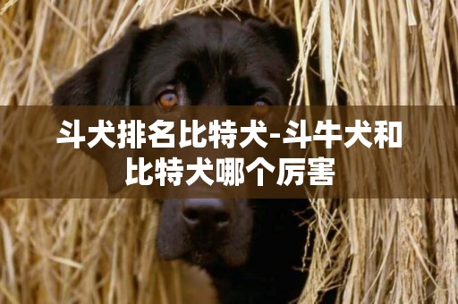 斗犬排名比特犬-斗牛犬和比特犬哪個厲害