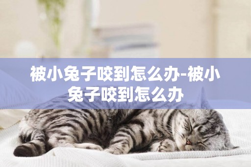 被小兔子咬到怎么辦-被小兔子咬到怎么辦