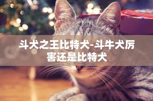 斗犬之王比特犬-斗牛犬厲害還是比特犬