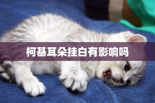 柯基耳朵掛白有影響嗎