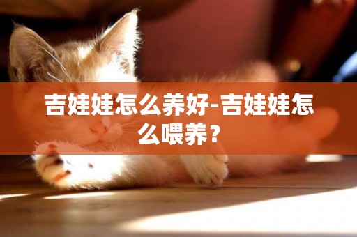 吉娃娃怎么養好-吉娃娃怎么喂養？