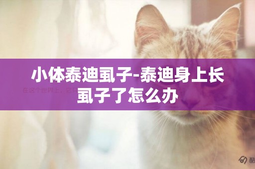 小體泰迪虱子-泰迪身上長虱子了怎么辦