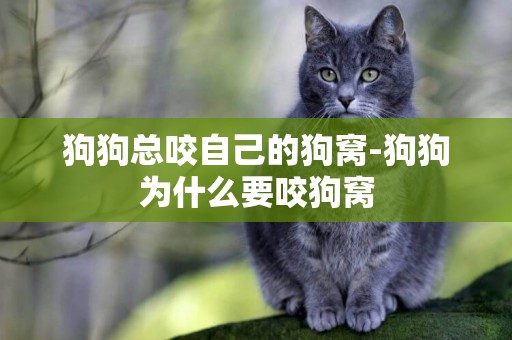 狗狗總咬自己的狗窩-狗狗為什么要咬狗窩