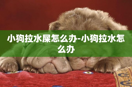 小狗拉水屎怎么辦-小狗拉水怎么辦
