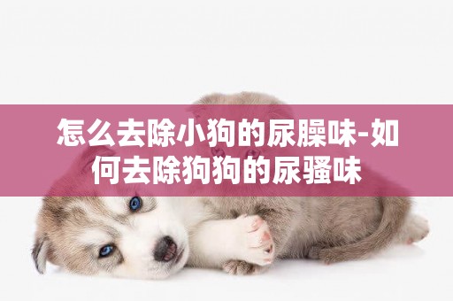 怎么去除小狗的尿臊味-如何去除狗狗的尿騷味