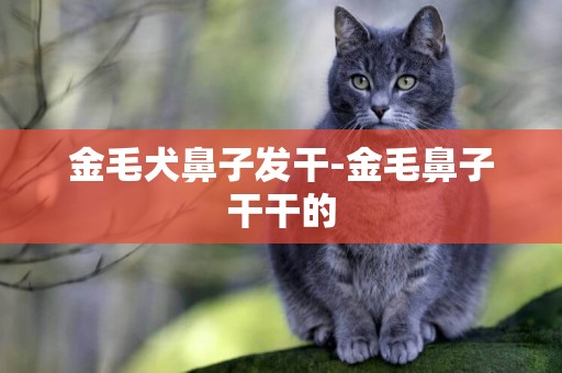 金毛犬鼻子發干-金毛鼻子干干的