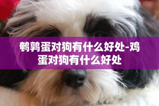 鵪鶉蛋對狗有什么好處-雞蛋對狗有什么好處