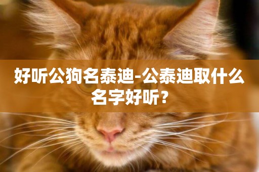 好聽公狗名泰迪-公泰迪取什么名字好聽？